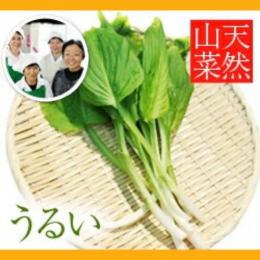 【2024年予約販売】天然山菜 うるい 300g(採取者・笑顔の里)