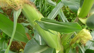 大きくなってきました！