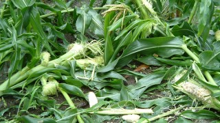 やっかいな訪問者