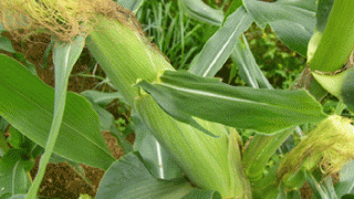 お待たせいたしました！