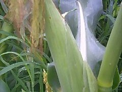 収穫まで後もう少しです！