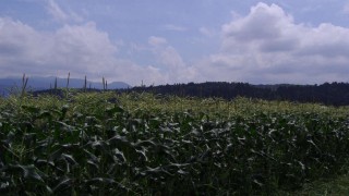 とうもろこしは最盛期です！