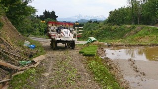 ヤサイの定植と田植え、植え直し作業