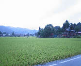 順調に育ってます