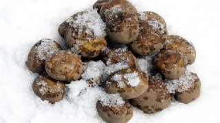 自然が生んだ保存方法