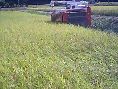 最近の田んぼ from樋口