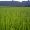 最近の田んぼ from樋口