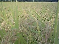 もうすぐ稲刈り