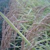 稲刈り直前