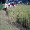 稲刈り