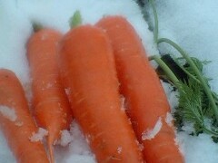 雪がつもりました