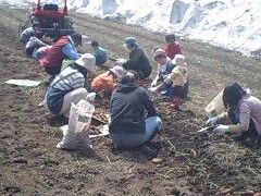 雪下にんじん収穫体験