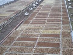 春の稲作準備　2