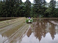 田植え