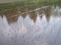 田植え終了