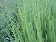 すくすくと育っています