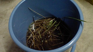 バケツでの試験中