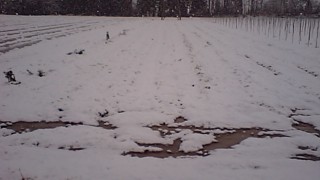 人参収穫おわりました