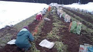 雪下人参収穫