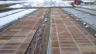 コシヒカリ苗だし