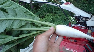 ミニ大根の様子