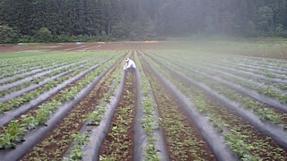 ジャガイモの芽かき