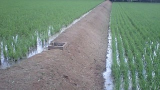 田んぼ畦草刈り