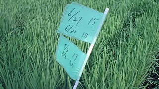 サイコー分けつ期