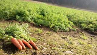 本年の畑作業終了