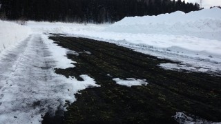 雪下人参もようやく収穫できます