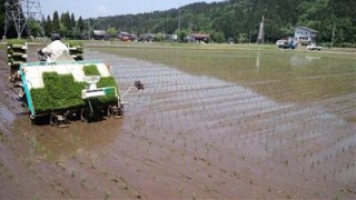 田植え