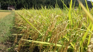 収穫までもうすこしです。