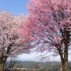 津南の桜