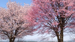津南の桜