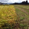 稲刈り直前