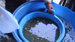 お米の選別作業