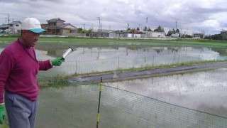 合鴨用のネット張り