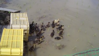 合鴨くんの登場