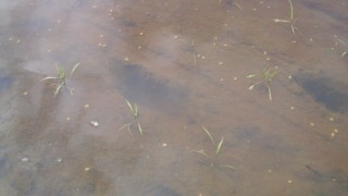 有機栽培の特徴