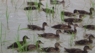 合鴨も成長しました