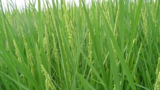 穂がやっと出ました