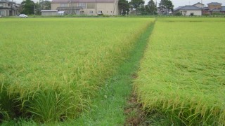 順調に育ってます