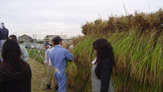 稲刈りイベント