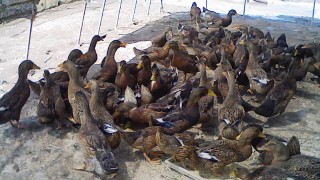 長い間最新しないで、ごめんなさい