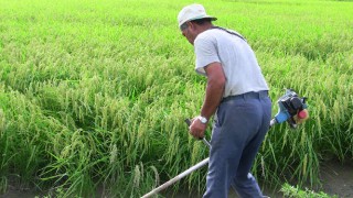 毎日が除草作業