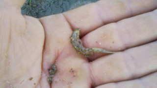 ドジョウが出てきました