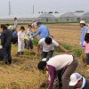 稲刈り体験会