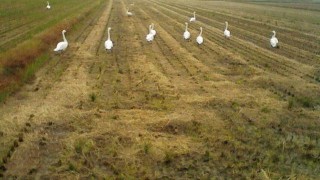 警戒心が無くなった白鳥