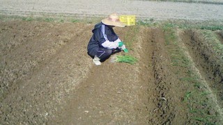 夫婦でたまねぎ植え
