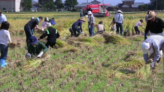 稲刈り体験会